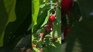 Ультра рання черешня SMS-280. Преміальний сорт