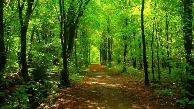 Nightingale Song - Relaxing Song - Calm Song