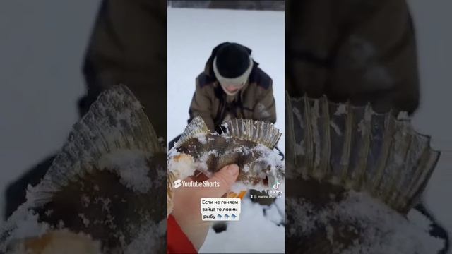 Если не гоняем зайца то ловим рыбу 🐟 🐟 🐟.#рыбалка #fishing #щука#охотасгончей #топ #hunting #tro смотреть онлайн