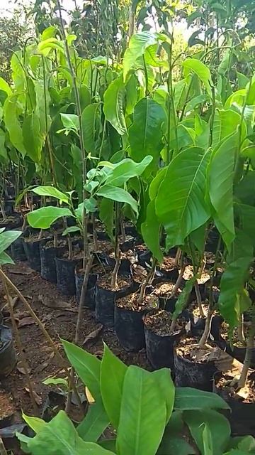Bunga kantil putih смотреть онлайн