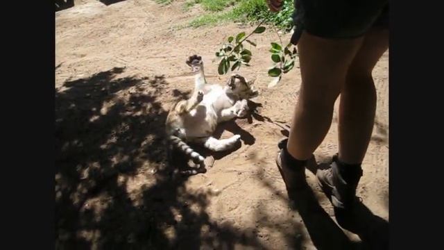 Golden tiger cub plays with caretaker in adorably precious manner смотреть онлайн