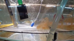 Пересадил рыб, освободил три аквариума. Выводок Меченосцев. Рыбка на продажу. Будни Аквариумиста.