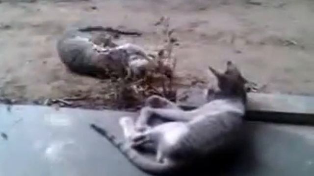 индийские котята смотреть онлайн