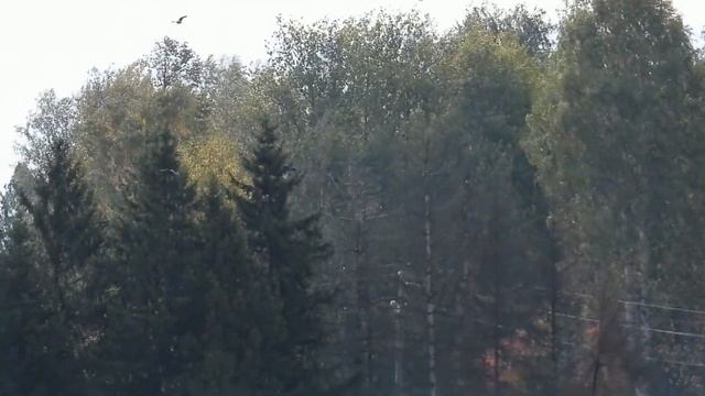 №4046 12 09 2023 Утро врановых смотреть онлайн