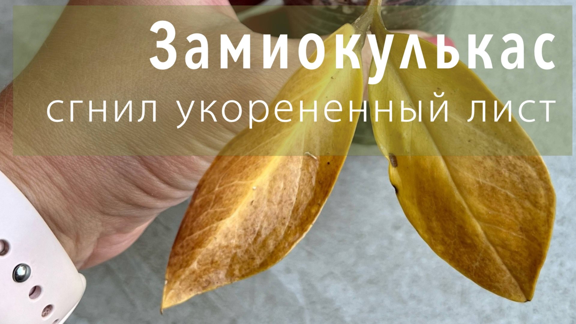 №117. Замиокулькас. Укоренили лист, а он засох или сгнил. Что делать?