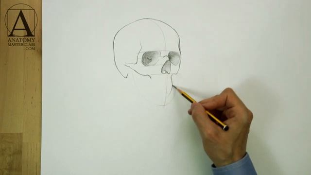 Head, Neck and Shoulders Skeletal Anatomy - Anatomy Lesson for Artists смотреть онлайн