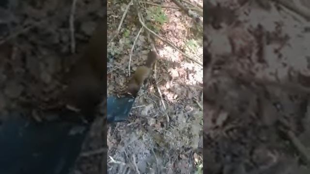 укус кобры смотреть онлайн