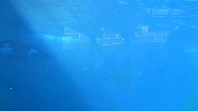 Orcas Hunting Live Fish - Orca Underwater Viewing at SeaWorld San Diego - January 4, 2024 смотреть онлайн