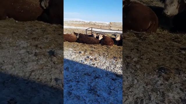 Бычки на откорме смотреть онлайн