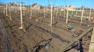 Виноградная школка,высадка черенков винограда