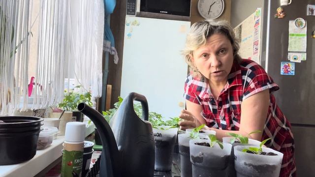 Перевалка сладкого 🌶️🌶️🫑🫑, 9 Марта 2024 год . смотреть онлайн