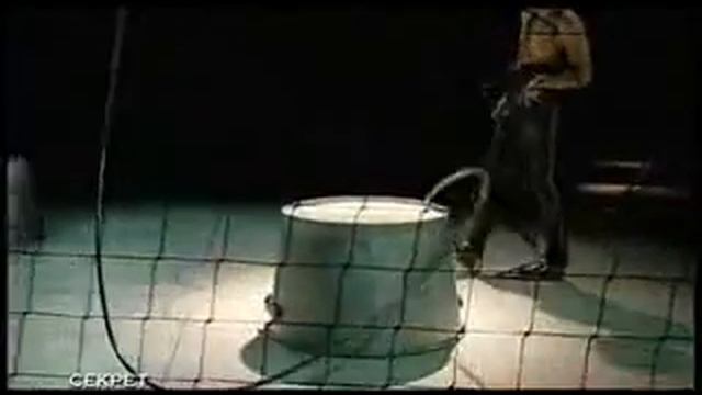 Цирк Иси Спектакль "Секрет" смотреть онлайн