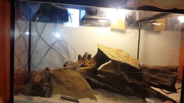 Chalarodon Madagascariensis Feeding/Karmienie смотреть онлайн