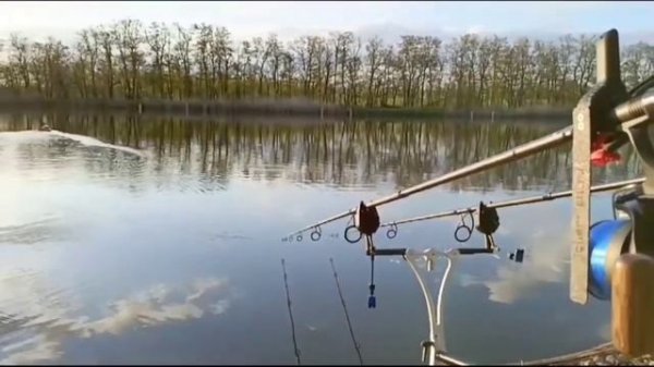 JF. Прищепка для завоза.