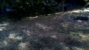 Игра в футбол в севастополе