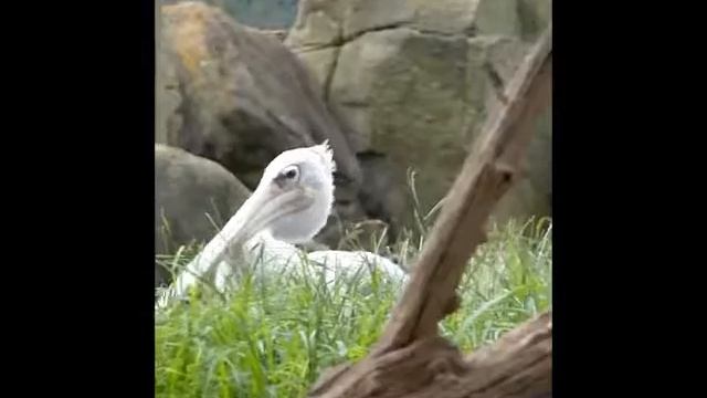 コシベニペリカン＠多摩動物公園