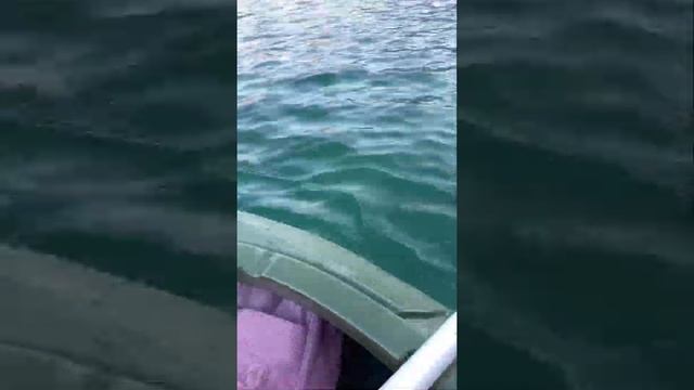 Hatta kayak. ⛵️ смотреть онлайн