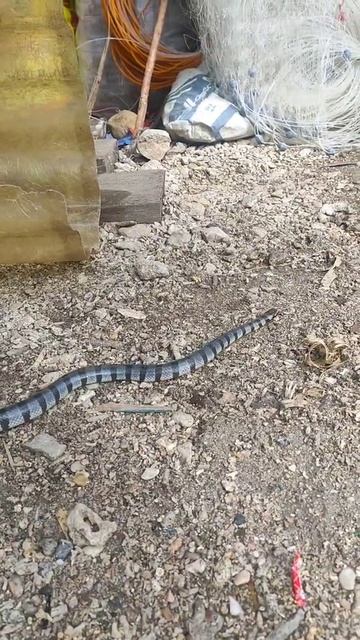 Sea snake sa tilmobo bohol #seasnake смотреть онлайн