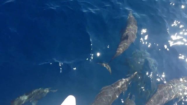 Dolphin visit from Phuket to Pulau Wei смотреть онлайн