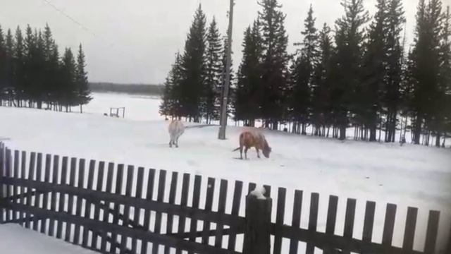 битва быков весной 2022 г часть 1. bullfight in spring 2022 part 1 смотреть онлайн