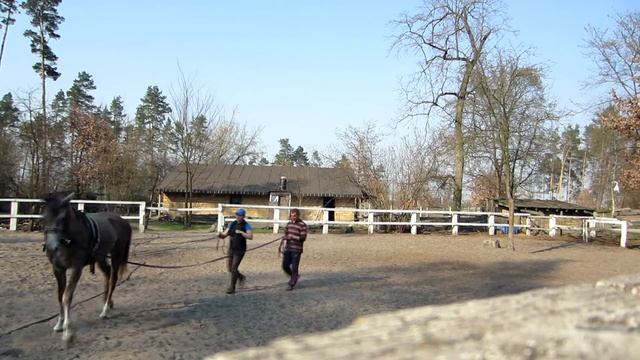 Заездка арабского мерина Каталога (Логана), Бобрица, 2018 г. смотреть онлайн
