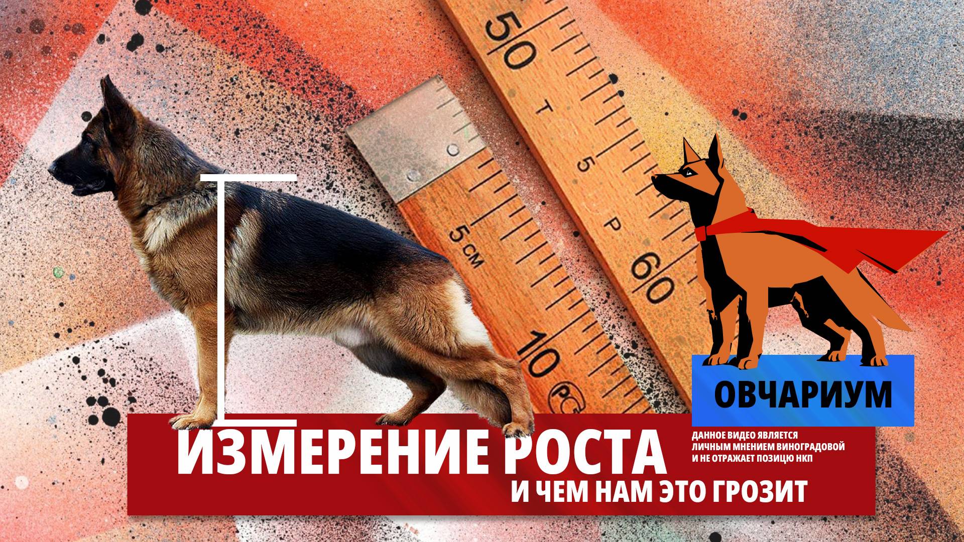 Измерение роста у немецких овчарок. Овчариум #1 : как померять рост собаки, ростомер и щенок