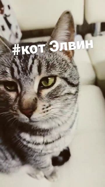 #кот#элвин#лайк коту#shorts