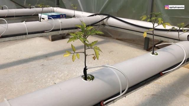 topraksız tarım domates serası 4.gün (perlit) - hydroponics смотреть онлайн
