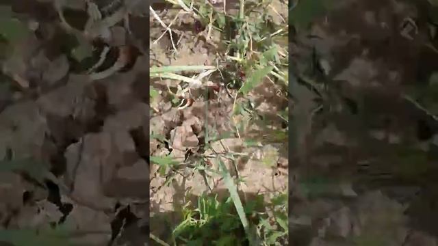 Огород. Красный лук смотреть онлайн