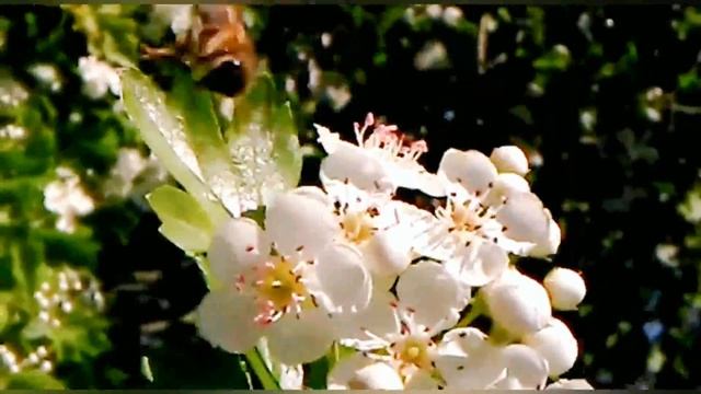 Полёт Шмеля и пчёлки🐝🐝 смотреть онлайн