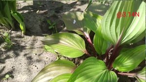☘️первый румянец#PetrNovar#First Blash#hostas #запорожье #хосты#репортаж