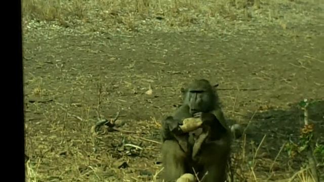 Baboon W Sausage Tree Fruit смотреть онлайн