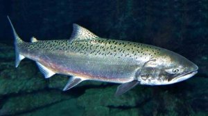 РР4, река Яма, ловим джигом на колебалки! Русская рыбалка 4.