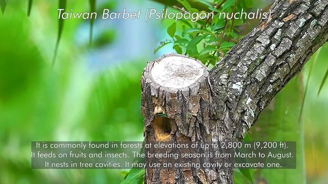 Taiwan Barbet (Psilopogon nuchalis) смотреть онлайн