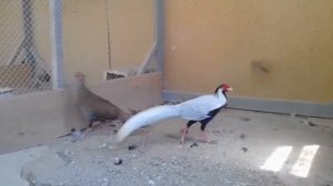 Серебряный Фазан (Интересные Факты)