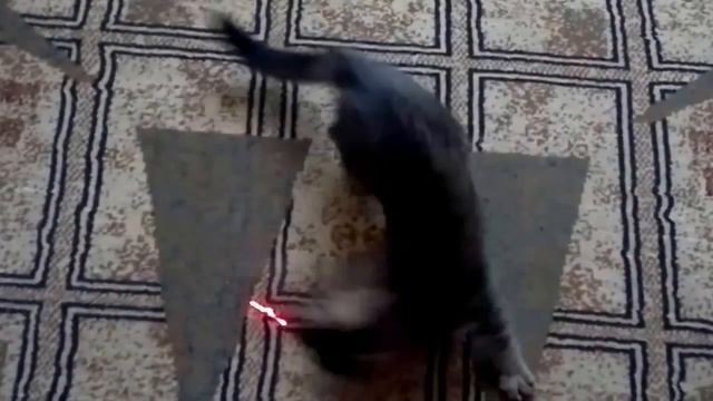 ИГРУШКА ДЛЯ КОШЕК. ЛАЗЕРНАЯ ИГРУШКА ДЛЯ КОШКИ ВАСИЛИСЫ