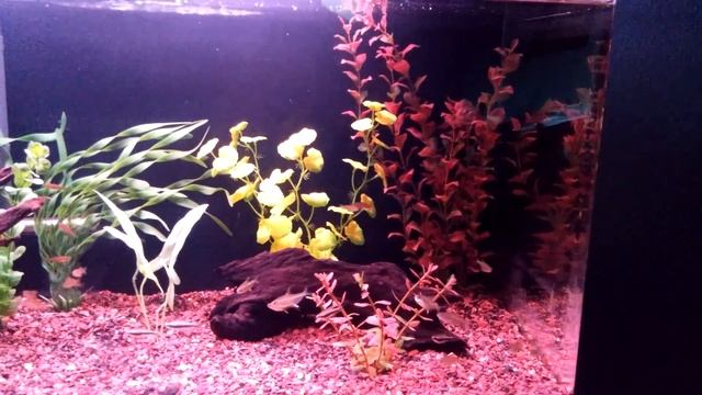 Glowlight Danio's смотреть онлайн