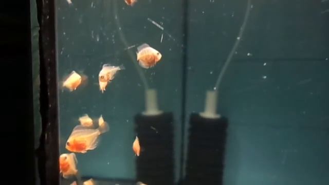 Растущий малек.