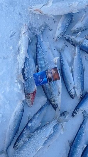 Зимняя рыбалка на Байкале 2025