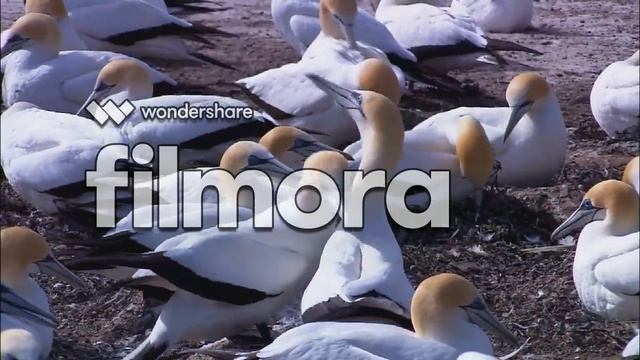 Sample Video of the Windows Operating System -Wondershare Filmora смотреть онлайн