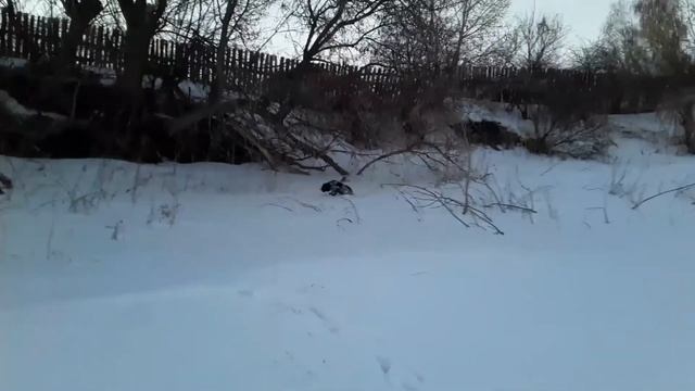 DogVlog : Гуляем 🐾 Зимние каникулы! Русский спаниель смотреть онлайн