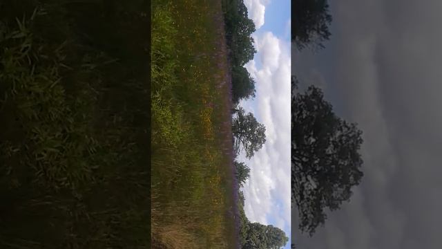 Blue Ridge Blazing star field - Doughton Park, Blue Ridge Parkway смотреть онлайн