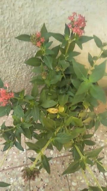 liquid #fertilizers #shorts смотреть онлайн