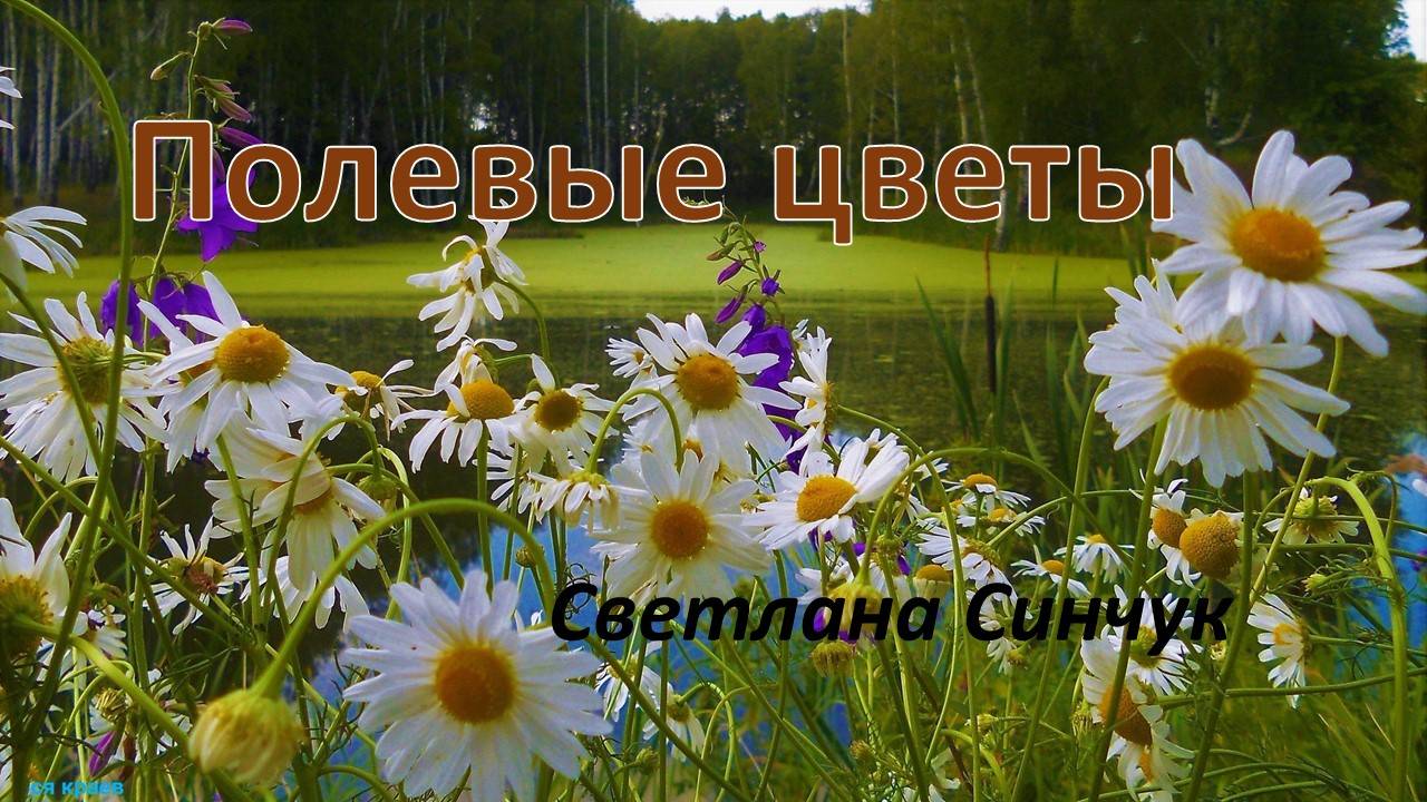 Полевые цветы. Светлана Синчук