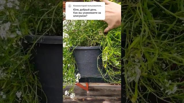 #алиссум #красота смотреть онлайн