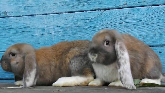 Крольчата французского барана 2 мес. окрас мадагаскар смотреть онлайн