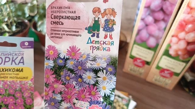 ОБЗОР: САЖЕНЦЫ ВИНОГРАДА И НОВЫЕ СЕМЕНА 🍇