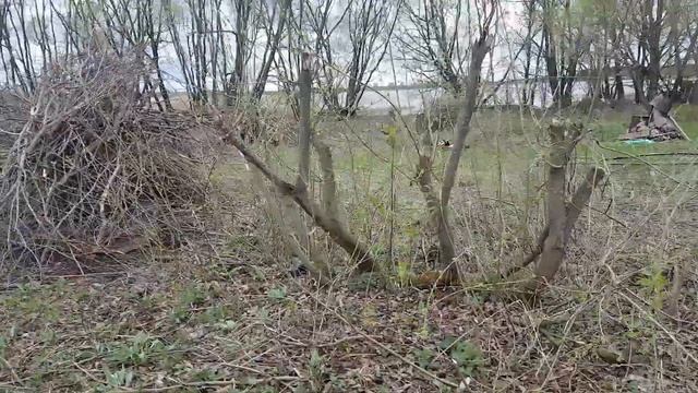 Робинзонада 17. Очистка территории участка смотреть онлайн