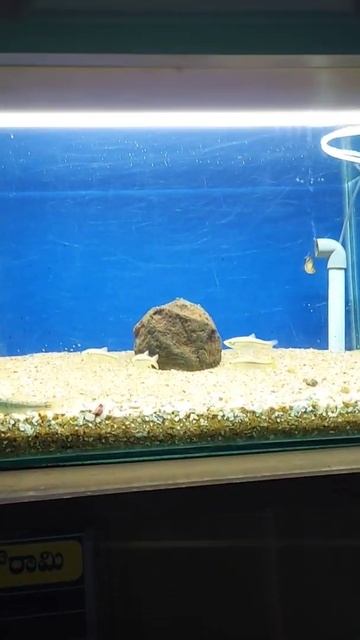 #pencilfish #shorts #fish смотреть онлайн