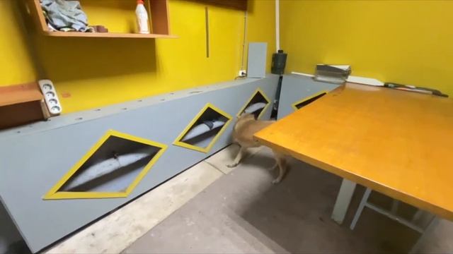 #дрессировкасобак #ноузворк #собака # смотреть онлайн